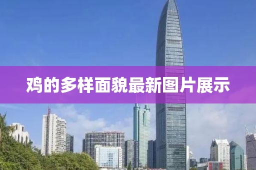 鸡的多样面貌最新图片展示