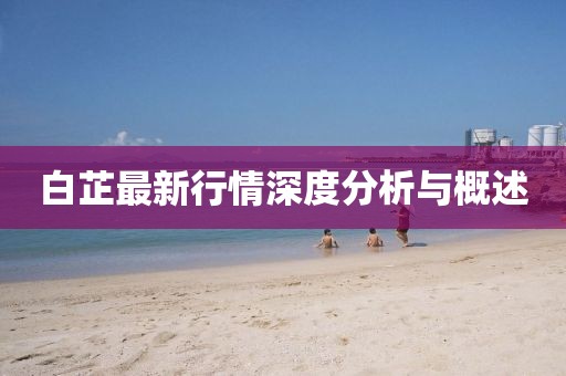 白芷最新行情深度分析与概述