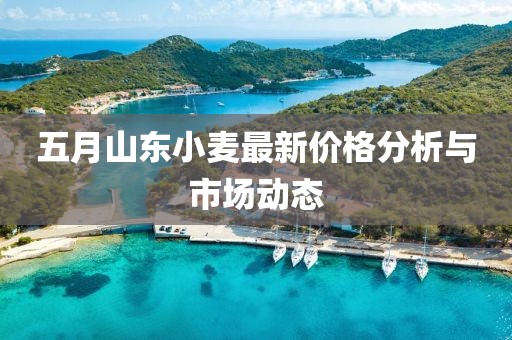 五月山东小麦最新价格分析与市场动态