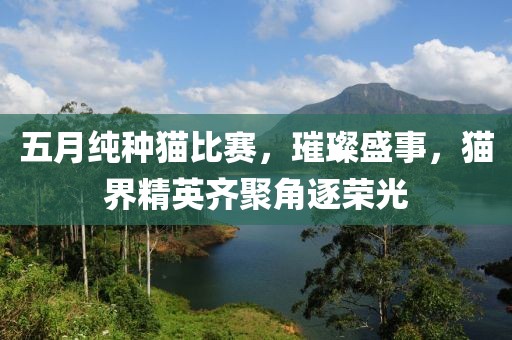 五月纯种猫比赛，璀璨盛事，猫界精英齐聚角逐荣光