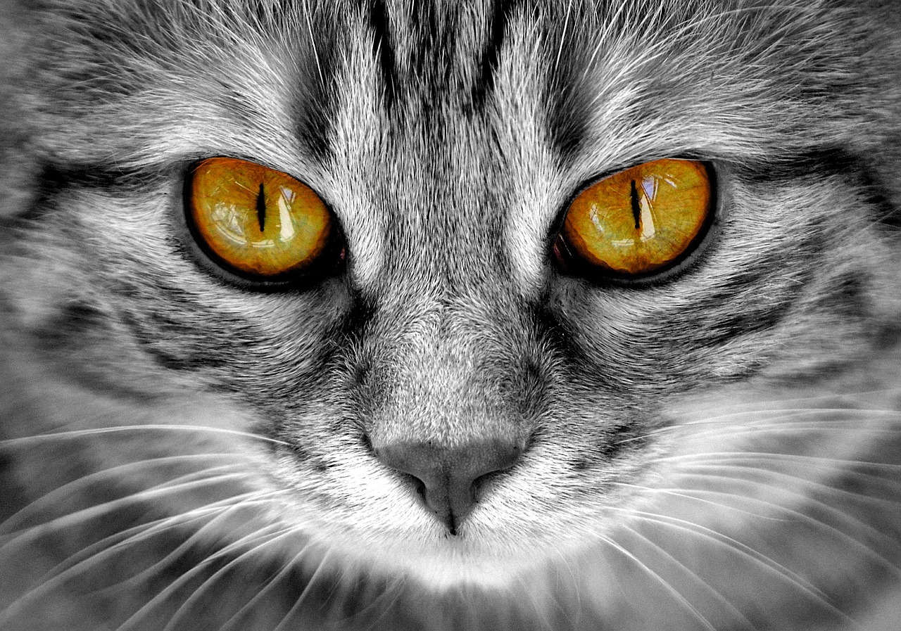 探索猫咪世界，最新猫叫声与情感共鸣的奇妙之旅